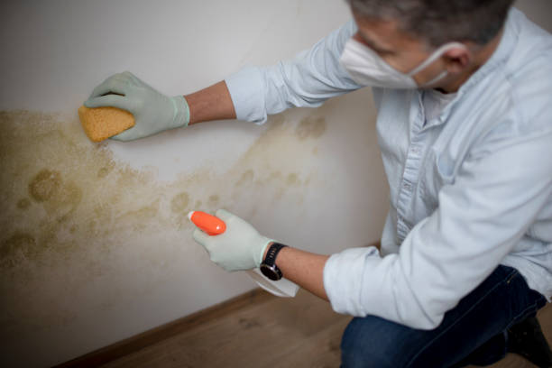 Best Certified Mold Removal  in Farmingville, NY