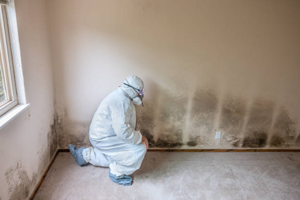 Best Attic Mold Removal  in Farmingville, NY