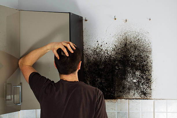 Best Home Mold Removal  in Farmingville, NY