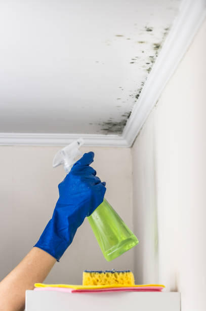 Best Black Mold Removal  in Farmingville, NY